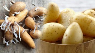 Pommes de terre : Comment éviter qu’elles germent ? ces astuces étonnantes qui vont vous changer la vie!