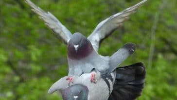Ce pigeon est du genre à attaquer