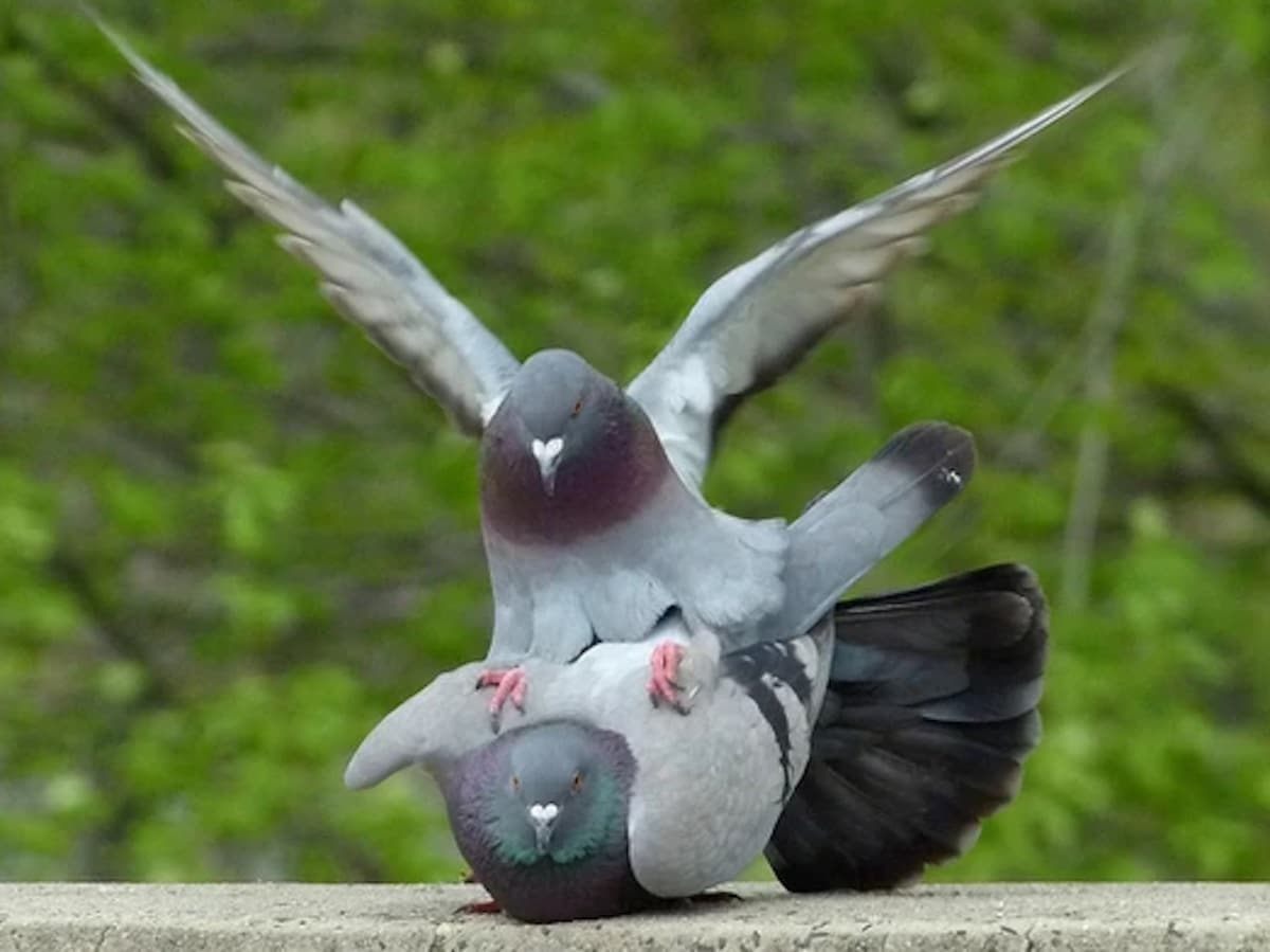 Ce pigeon est du genre à attaquer