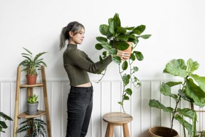 Quelles sont les plantes d'intérieur qui ne nécessitent pas trop d'entretien?